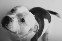 Bailey
