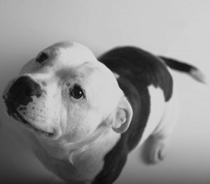 Bailey